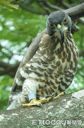 ▲淡水鳳頭蒼鷹表演「獵殺秀」　眾人面前壓制松鼠準備吃大餐。（圖／網友收收收提供，請勿隨意翻拍，以免侵權。）