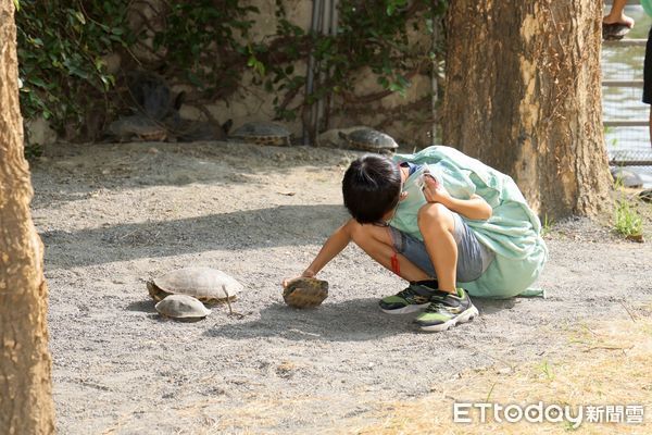 ▲台南下營武承恩公園的台灣龜生態園區辦理啟用儀式，台南市長黃偉哲及立委林俊憲、賴惠員與議員陳秋宏、吳通龍、尤榮智皆到場共襄盛舉。（圖／記者林東良翻攝，下同）