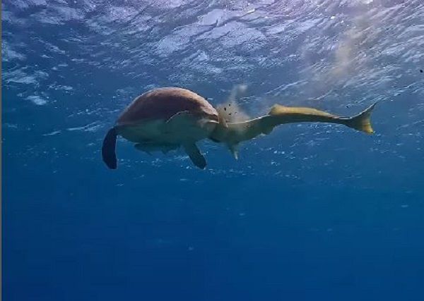 ▲埃及鮣魚愛吃海龜便便　一出現「瞬間搶光」還緊貼屁股想吃更多。（圖／翻攝自Instagram／scuba.earth）