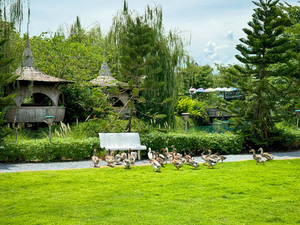 ▲▼泰國佛統府鴨鴨樂園，親子遊樂景觀餐廳，就像是座小型動物園，動物園打卡、鴨鴨船遊和經典泰式料理全攻略。（圖／viviyu提供）