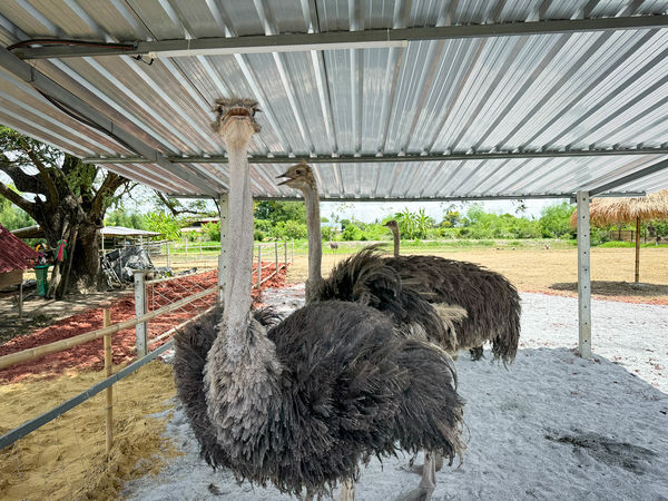 ▲▼泰國佛統府鴨鴨樂園，親子遊樂景觀餐廳，就像是座小型動物園，動物園打卡、鴨鴨船遊和經典泰式料理全攻略。（圖／viviyu提供）