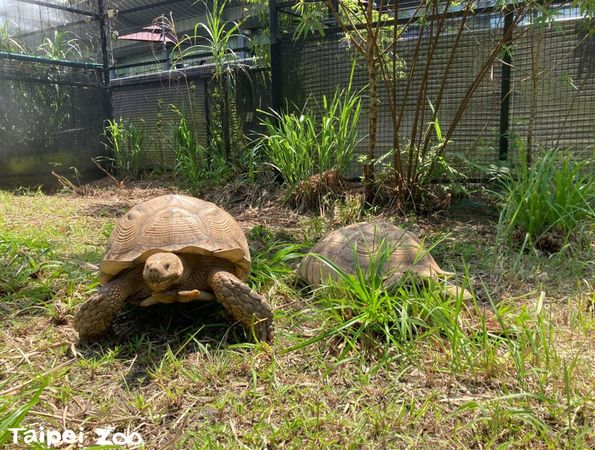 ▲飼主示範「烏龜召喚術」　搖晃一物龜龜立刻加速準備享用美食（圖／翻攝自Facebook／臺北市立動物園）