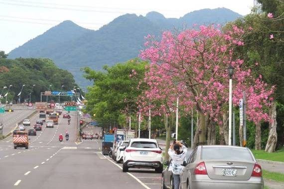 ▲北市工務局公園處整理出北市美人樹位置攻略。（圖／公園處提供）