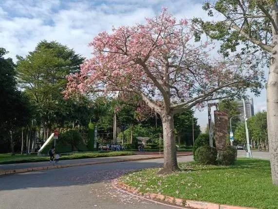 ▲北市工務局公園處整理出北市美人樹位置攻略。（圖／公園處提供）