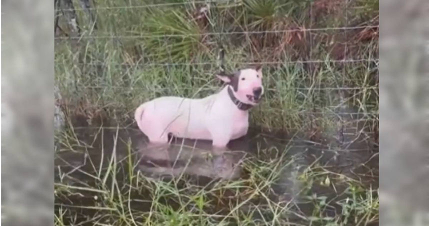 惡意棄養！颶風來襲狗狗被他栓路邊　泡水裡畫面惹憐…飼主最慘關5年