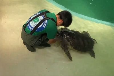 日本綠蠵龜「干擾飼育員」　排隊等刷背還黏緊緊：再多嚕幾下嘛~