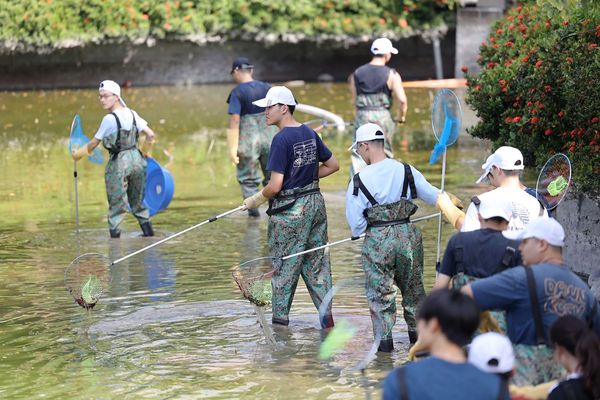 成大成功湖清淤學生下水開挖　魚、龜、陳年皮球全現蹤