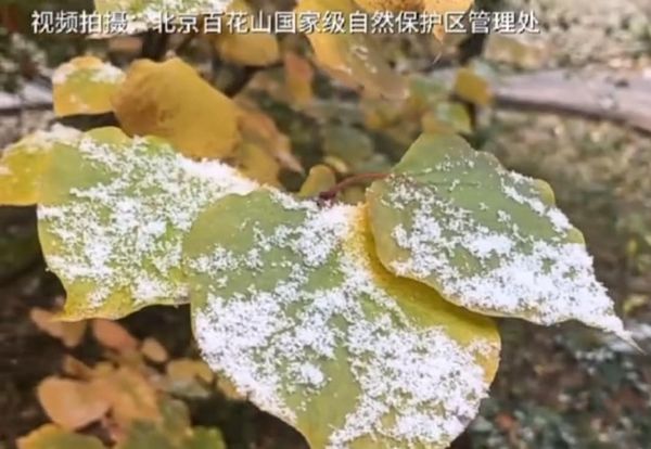 ▲▼北京飄雪。（圖／翻攝自微博）