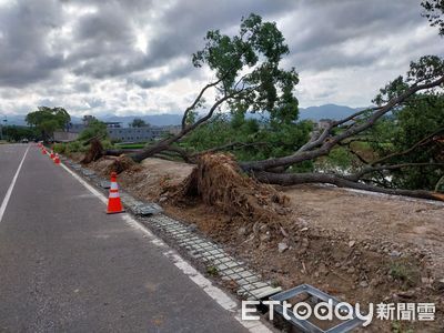 現場畫面曝！東北季風發威苗栗整排路樹倒了　網：比颱風還可怕