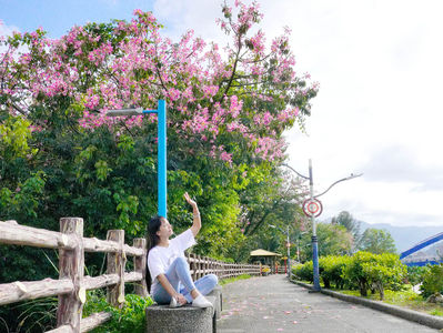 秋日櫻花！三峽逾百株美人樹花開7成