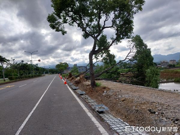 ▲東北季風發威，苗栗市一排路樹、頭份永貞國小路旁被連根拔起。（圖／記者楊永盛翻攝）