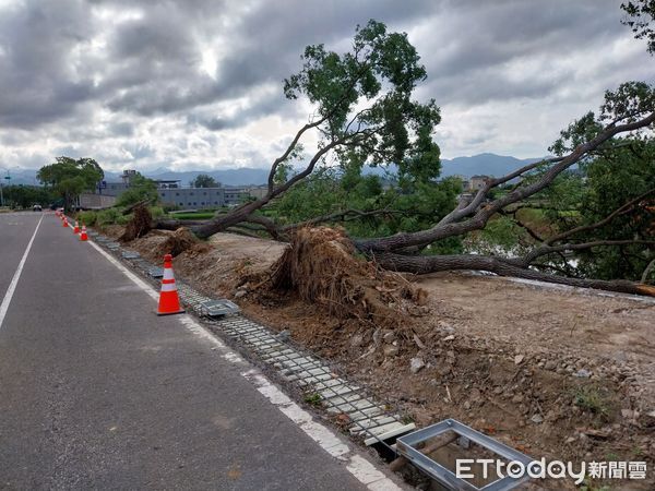 ▲東北季風發威，苗栗市一排路樹、頭份永貞國小路旁被連根拔起。（圖／記者楊永盛翻攝）