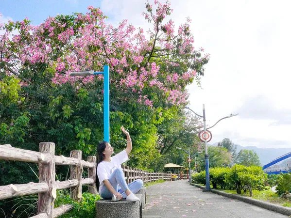 ▲新北市三峽安溪里旁，種植整排約100多株美人樹，目前平均花開7成,李梅樹紀念館。（圖／新北市水利局提供）