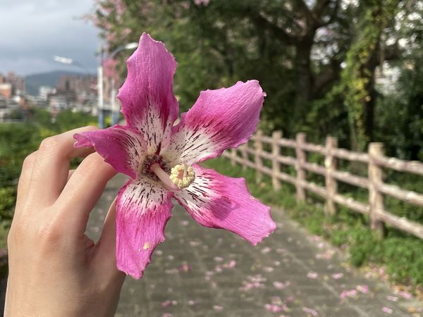 ▲新北市三峽安溪里旁，種植整排約100多株美人樹，目前平均花開7成。（圖／新北市水利局提供）