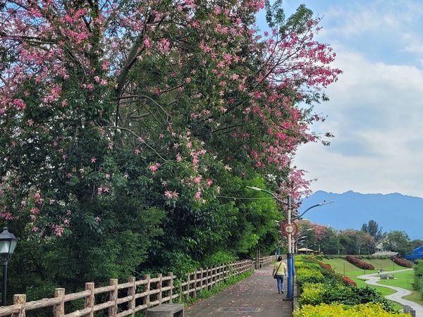 ▲新北市三峽安溪里旁，種植整排約100多株美人樹，目前平均花開7成。(圖／翻攝自Facebook／賞花快報）