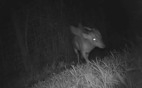 動物園拍到「頭上長角+翅膀」神獸　飼養員嚇壞po網：以前沒看過。（圖／翻攝自Facebook／Bristol Zoo Project）