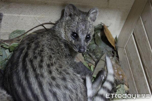 ▲農業部公布台灣麝香貓10年監測成果。（圖／生物多樣性研究所提供）