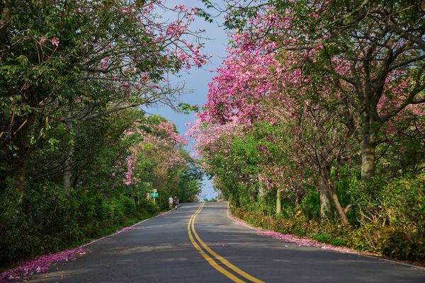 ▲淡水奎柔山路種植了約300多株美人樹。（資料照／翻攝自賞花快報）