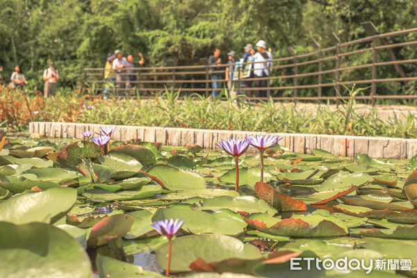 ▲▼台南哈赫拿爾森林公園。（圖／記者蔡玟君攝）