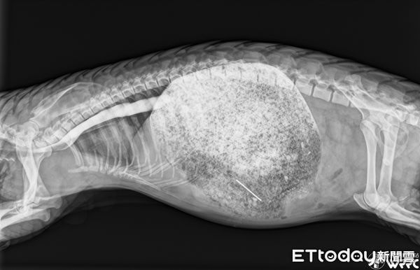「大肚子穿山甲」懷孕了？X光一照悲慘真相　開腹取出4cm鐵釘身亡（圖／野生動物急救站提供，請勿隨意翻拍，以免侵權。）