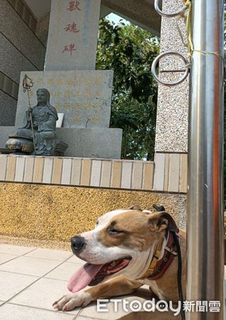 ▲肉肉米克斯汪拆家「滿地棉花」　兇手躺垃圾堆裝睡：沒事喔～（圖／貴婦龔阿比提供，請勿隨意翻拍，以免侵權。）