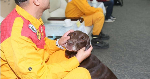 北市退役搜救犬Uny退役後將由具有照護大型犬經驗的呂先生繼續照護，安然展開新的退休生活。(圖／翻攝畫面)