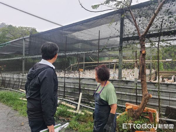 ▲▼養殖場「圍網破損」快修補防候鳥攜病毒　秋冬是禽流感高風險季節（圖／新北市動保處提供）