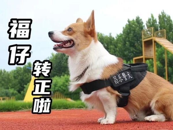 ▲警犬福仔。（圖／翻攝自小紅書／濰坊警事兒）