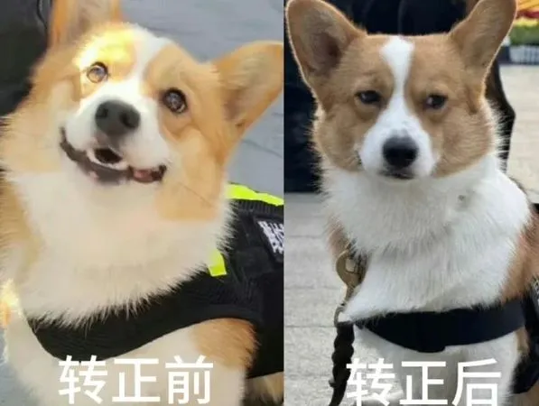 ▲警犬福仔。（圖／翻攝自小紅書／濰坊警事兒）