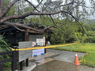 北投硫磺谷巨木倒了「砸中屋頂」　緊急閉園2天整修