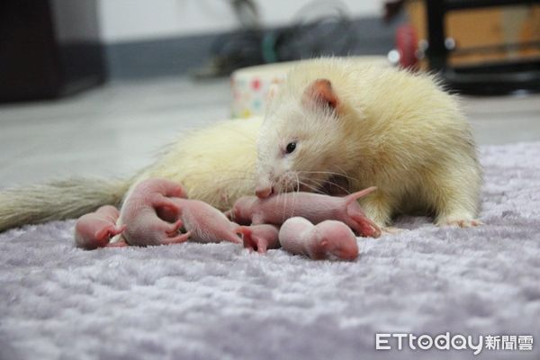 ▲雪貂生寶寶。（圖／愛心貂友志工莫小姐提供，請勿隨意翻拍，以免侵權。）