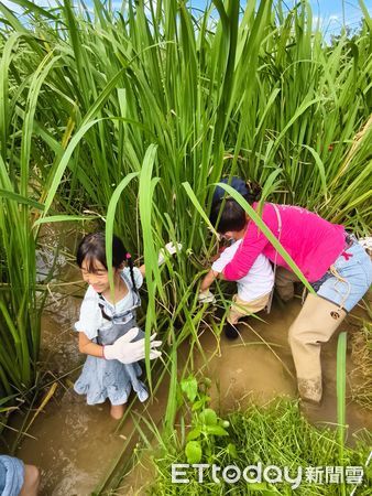 ▲新北三芝茭白筍節熱鬧登場。（圖／記者戴上容翻攝）