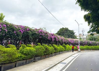 泰山「200米蒜香藤紫瀑」開花了！