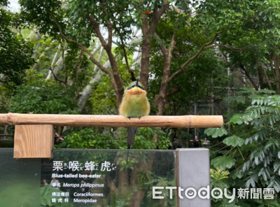 逛動物園見「綠鳥球」站告示牌上　她被萌到：在自我介紹耶