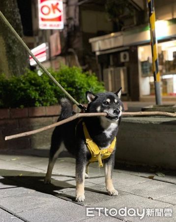 ▲萬聖節黑柴「扮垃圾車」　上街遇到正版興奮鳴笛：嗷嗚～（圖／wood.dog_money提供，請勿隨意翻拍，以免侵權。）