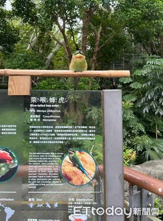 栗喉蜂虎正面鳥。（圖／網友簡宜婷提供）