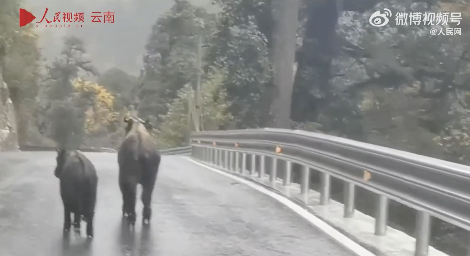 ▲兩頭「六不像」奇獸出現在怒江峽谷的公路上。（圖／翻攝微博）