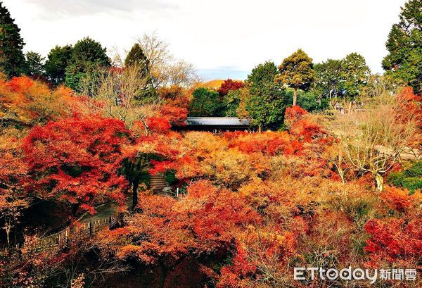 ▲▼京都東福寺，京都賞楓，京都賞楓景點，日本賞楓旅遊，京都旅遊。（圖／記者蔡玟君攝）