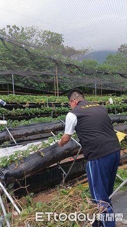 ▲▼康芮颱風恐將襲台，花蓮縣政呼籲農友做好防範措施並注意自身安全。（圖／花蓮縣政府提供，下同）