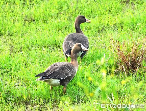 ▲白額雁,冬候鳥。（圖／「拍鳥俱樂部」何世建提供提供，請勿隨意翻拍，以免侵權。）