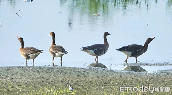 ▲白額雁,冬候鳥。（圖／「拍鳥俱樂部」何世建提供提供，請勿隨意翻拍，以免侵權。）