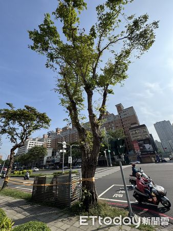 ▲▼強颱康芮直撲！綠議員揭高雄路樹「緊鄰變電箱」　恐釀公安危機。（圖／記者賴文萱翻攝）