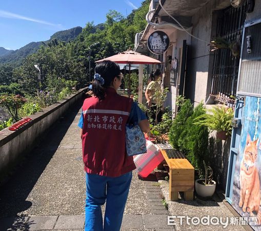 ▲萬聖節來了！獸醫沿街敲門「幫猴硐貓打針」　加強照護觀念（圖／新北市動物保護處提供）