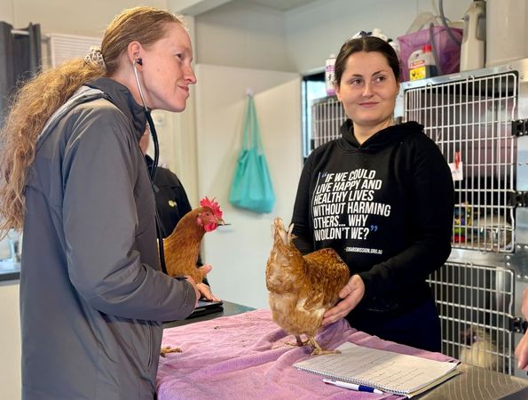 ▲澳洲兩隻母雞被遺棄路邊　單純因為雞飼料會「招老鼠」。（圖／翻攝自Facebook／Edgar`s Mission ）