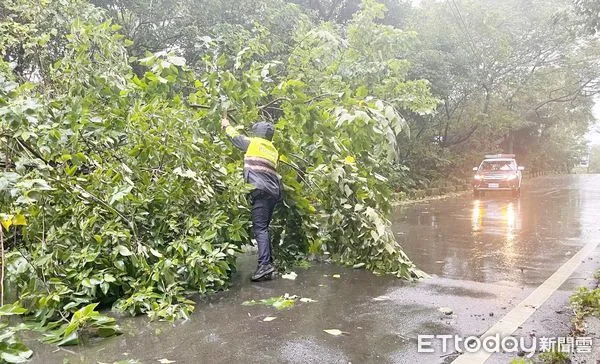 ▲康芮颱風帶來強風豪雨，龍潭區高揚北路等多處發生路樹倒塌，龍潭警方今天上午冒雨鋸樹排除路障。（圖／記者沈繼昌翻攝）