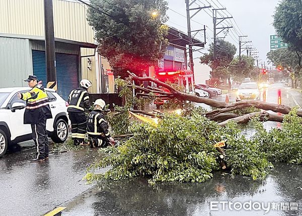 ▲康芮颱風帶來強風豪雨，八德區高廣興路今天凌晨發生路樹倒塌，員警冒雨會同消防、清潔人員鋸樹排除路障。（圖／記者沈繼昌翻攝）