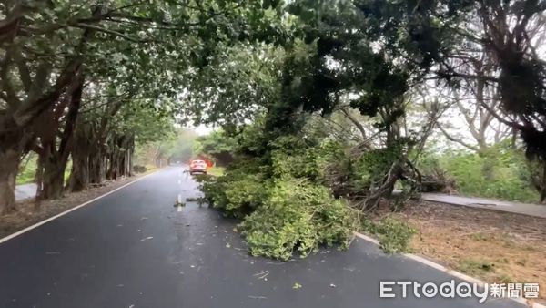 ▲康芮颱風強襲，雲林測出12級陣風，有路樹不敵強風遭連根拔起吹倒。（圖／記者王悉宇翻攝，下同）