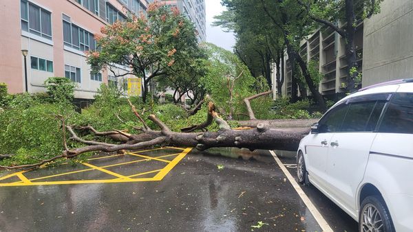 ▲▼北市士林職訓中心旁的停車場路樹倒塌，橫躺路面連行人都無法通行。(圖／翻攝臉書《Gangs of Tian Mu 天母幫》）