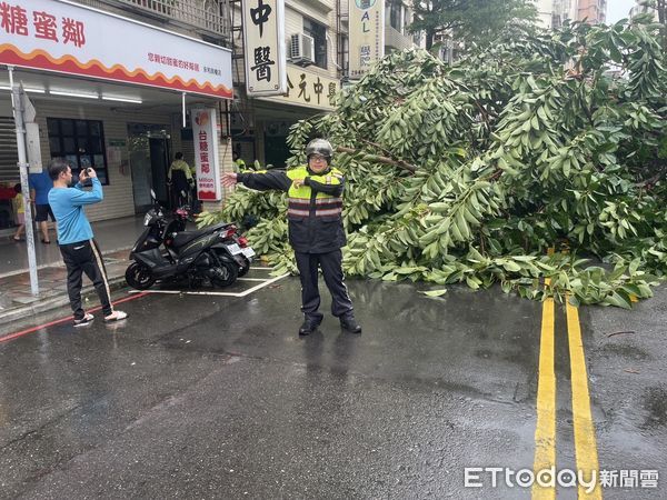 ▲▼永和區秀朗國小旁5層樓高樹木遭強風吹倒塌，壓壞2小客車             。（圖／記者陳以昇翻攝）