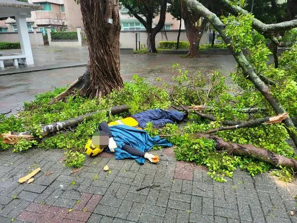 ▲▼北市府公園處2員工清理路樹，遭樹木砸傷送醫救治。(圖／翻攝網路）